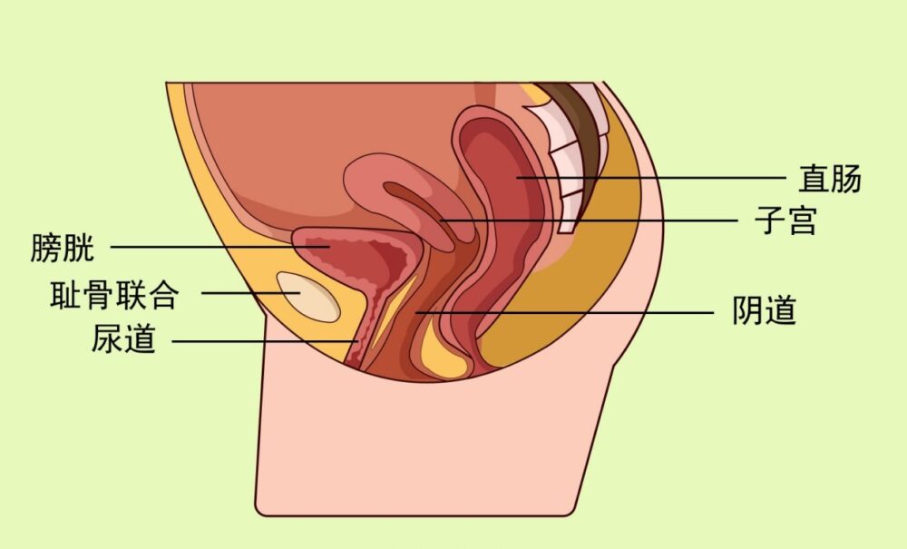 尿道玩法 尿道刺激 尿道调教 SM导尿